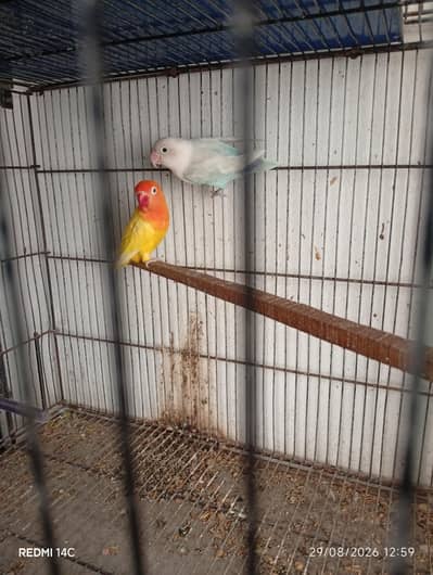 Love birds breeder pairs 0345-3352659