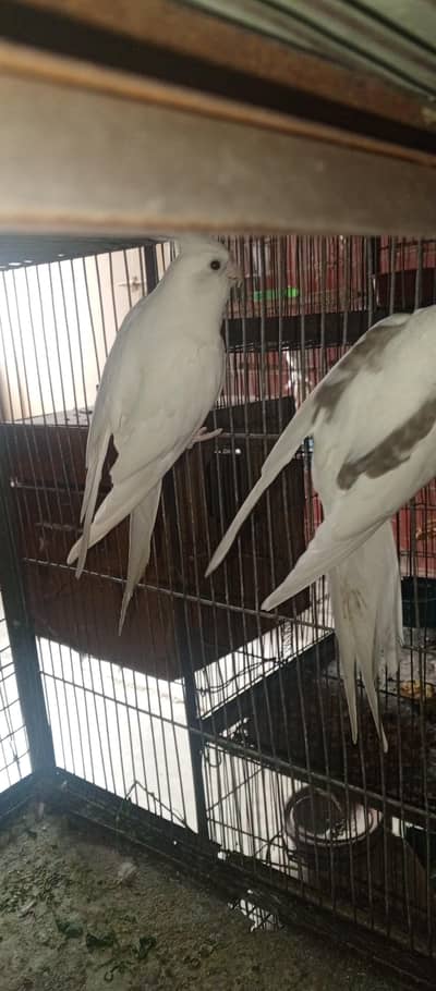 All setup for sell cocktail. | Ringneck breeder pair