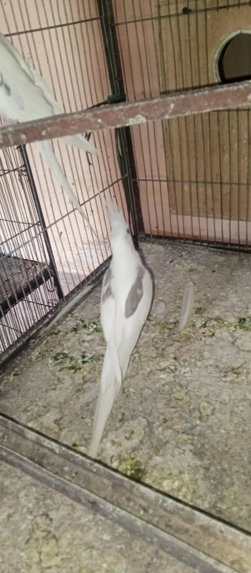 All setup for sell cocktail. | Ringneck breeder pair — photo 2