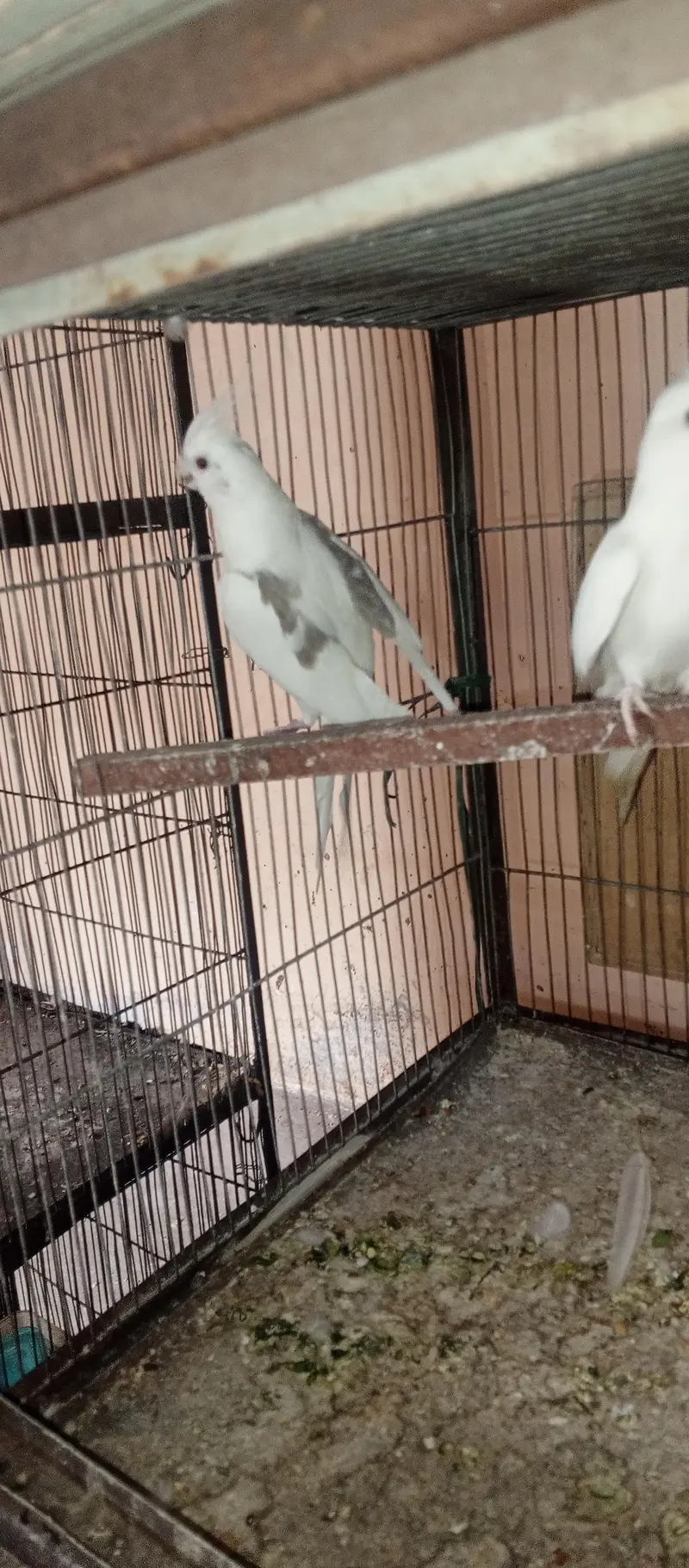 All setup for sell cocktail. | Ringneck breeder pair — photo 3