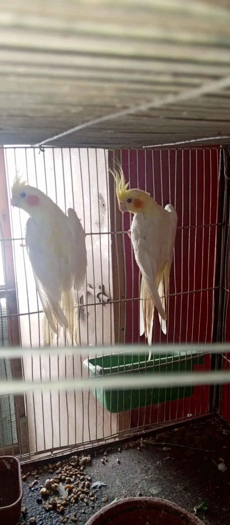 All setup for sell cocktail. | Ringneck breeder pair — photo 4