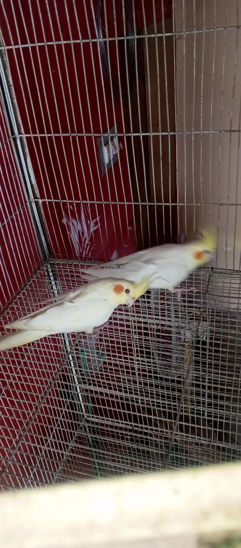All setup for sell cocktail. | Ringneck breeder pair — photo 5