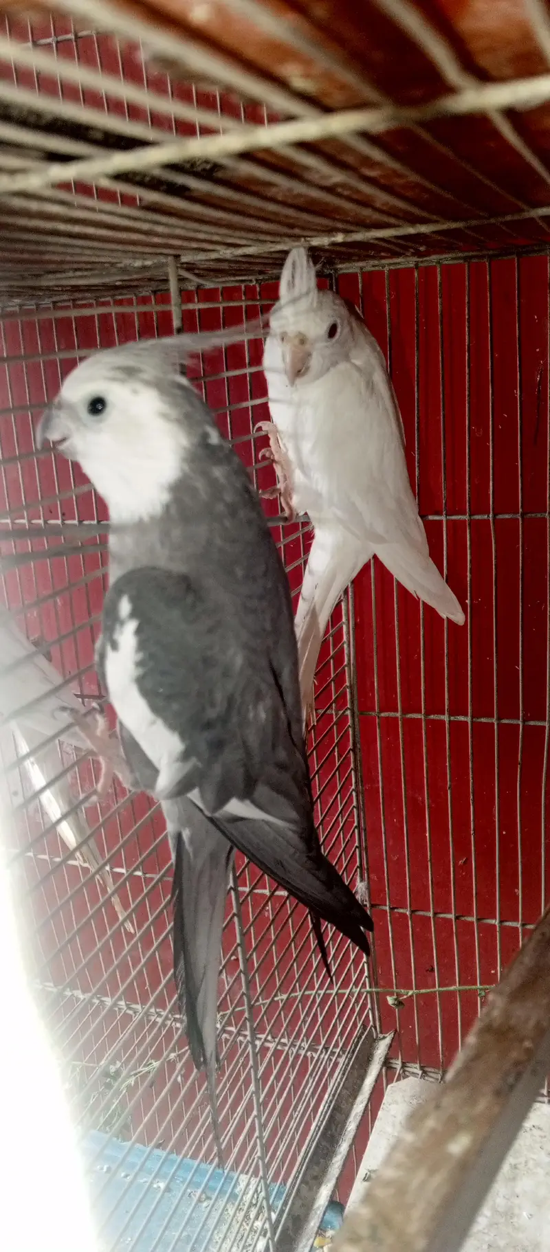 All setup for sell cocktail. | Ringneck breeder pair — photo 6