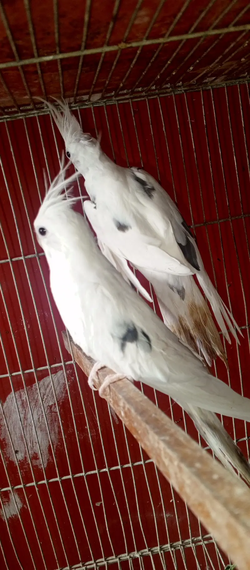 All setup for sell cocktail. | Ringneck breeder pair — photo 7