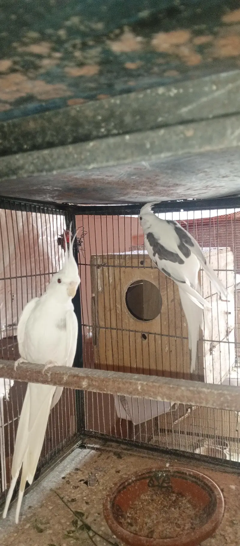 All setup for sell cocktail. | Ringneck breeder pair — photo 8