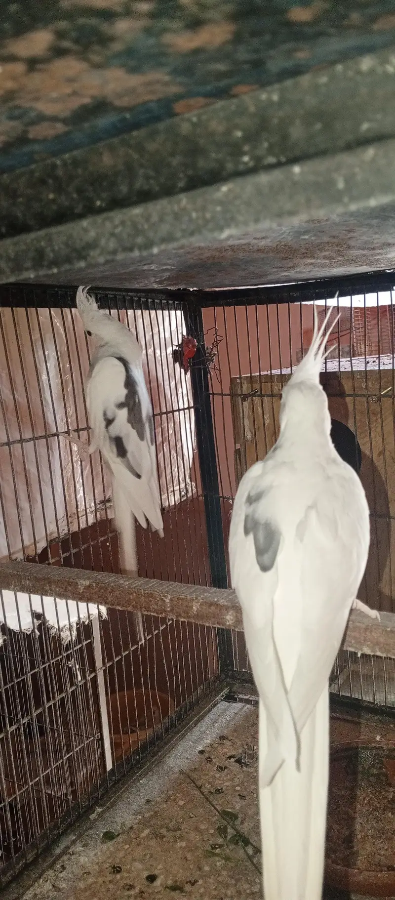 All setup for sell cocktail. | Ringneck breeder pair — photo 9