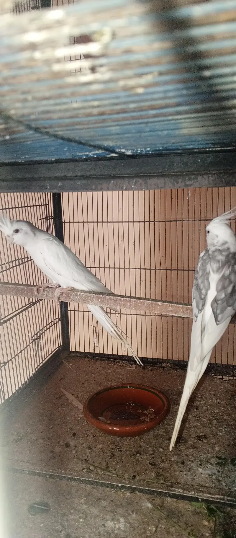 All setup for sell cocktail. | Ringneck breeder pair — photo 10