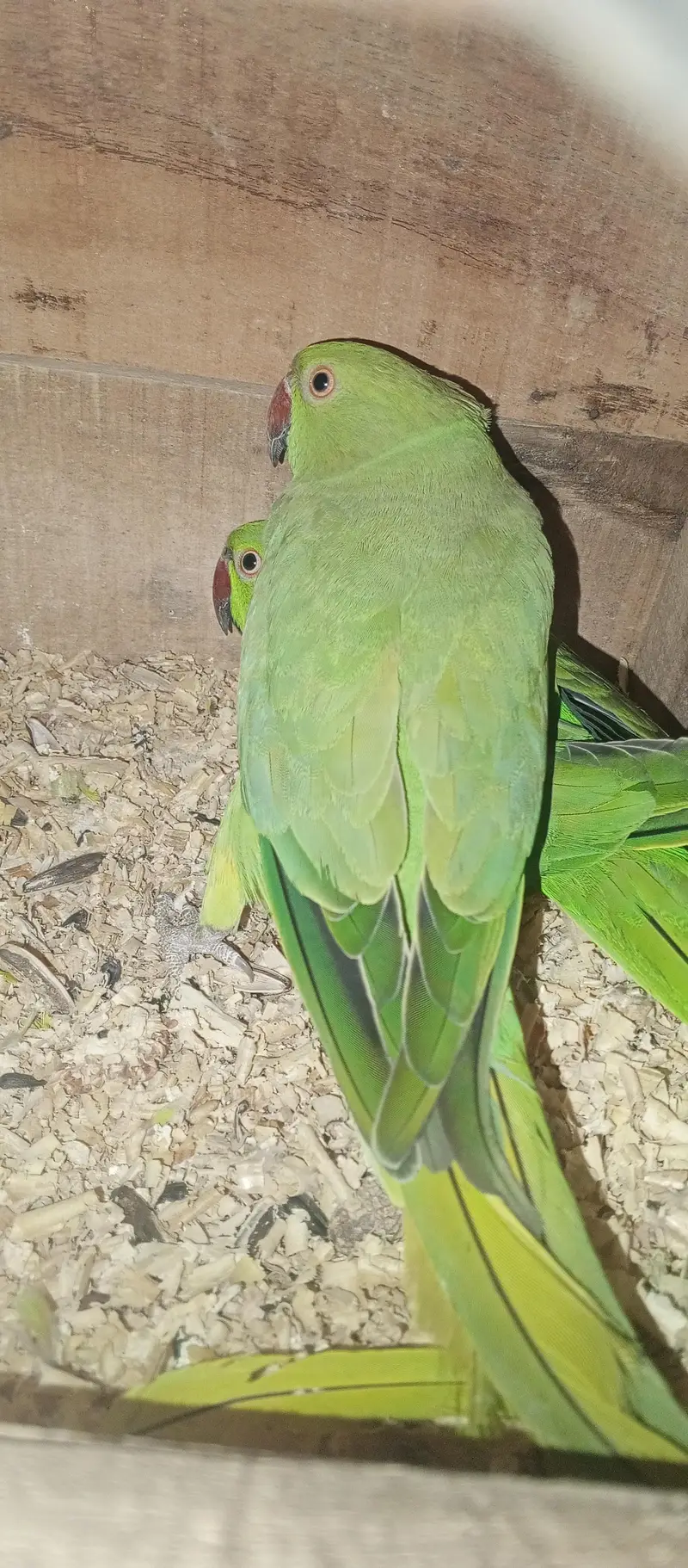 All setup for sell cocktail. | Ringneck breeder pair — photo 11