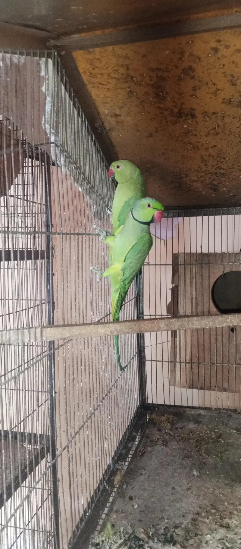 All setup for sell cocktail. | Ringneck breeder pair — photo 12
