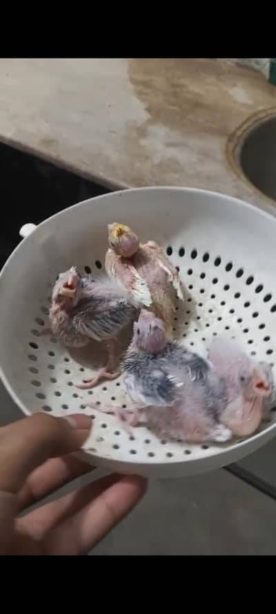 cocktail chicks lñooking for a new shelter