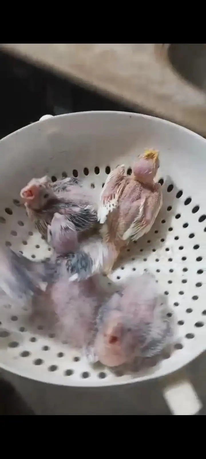 cocktail chicks lñooking for a new shelter — photo 3