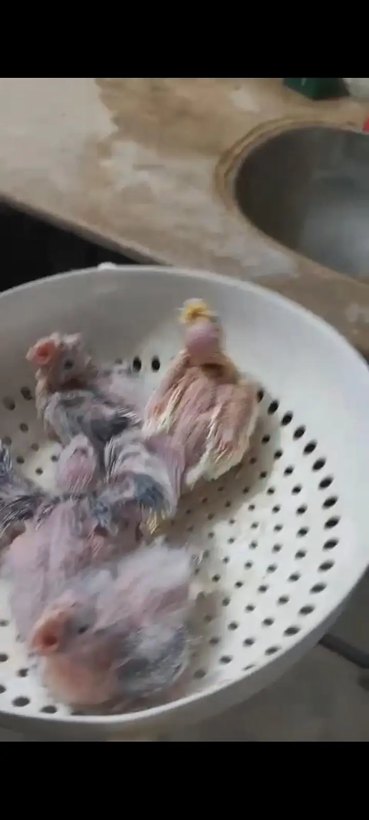 cocktail chicks lñooking for a new shelter — photo 4