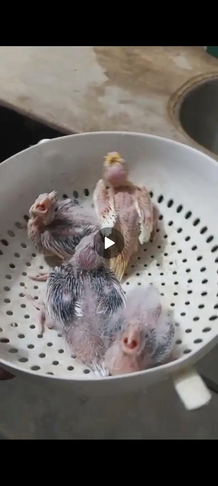 cocktail chicks lñooking for a new shelter — photo 5