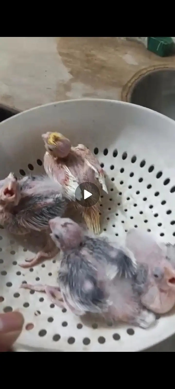 cocktail chicks lñooking for a new shelter — photo 6