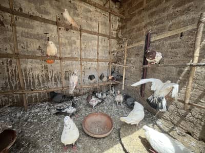 all setup for sale pigeon