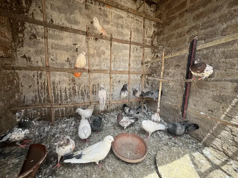 all setup for sale pigeon — photo 2