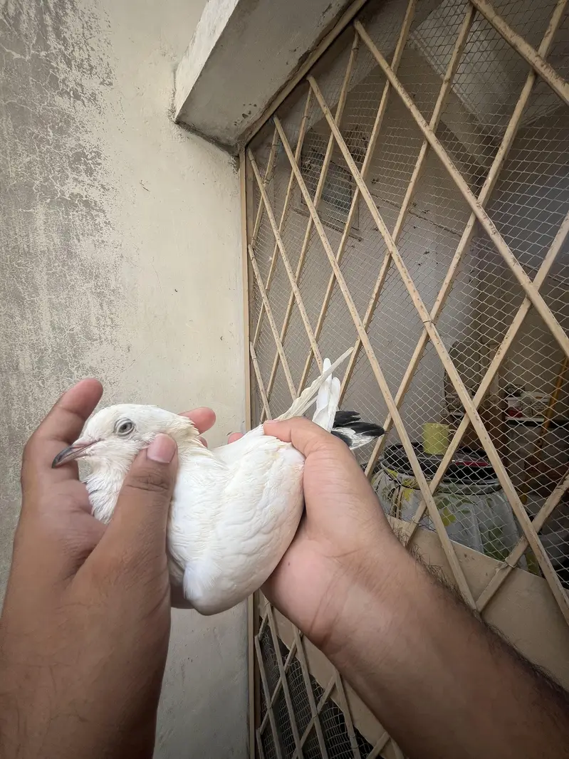 all setup for sale pigeon — photo 3