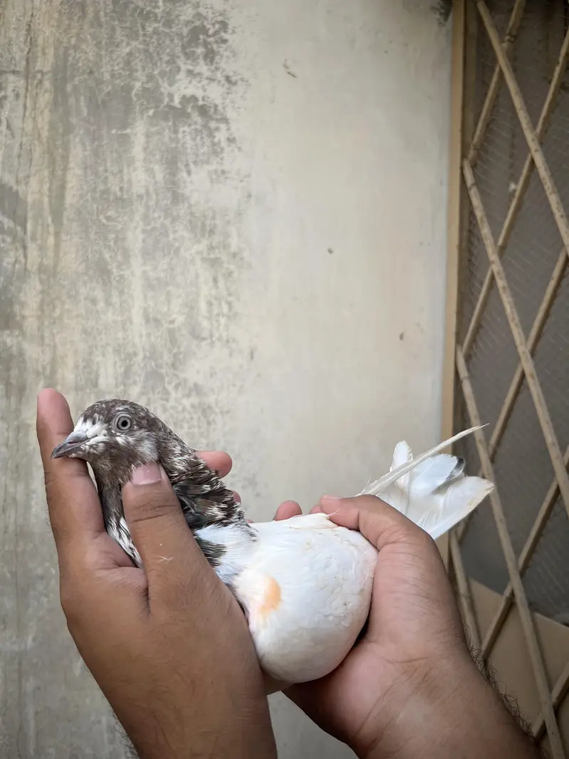 all setup for sale pigeon — photo 4