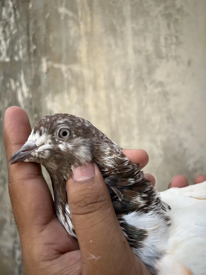 all setup for sale pigeon — photo 5