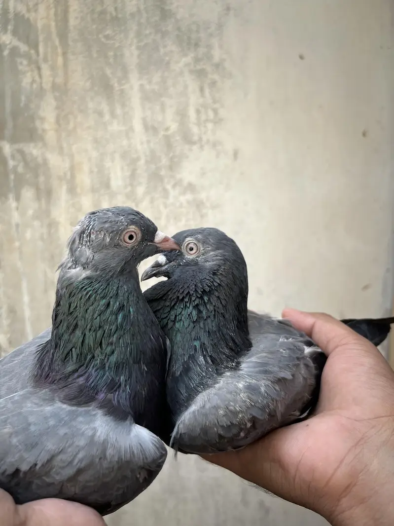 all setup for sale pigeon — photo 6