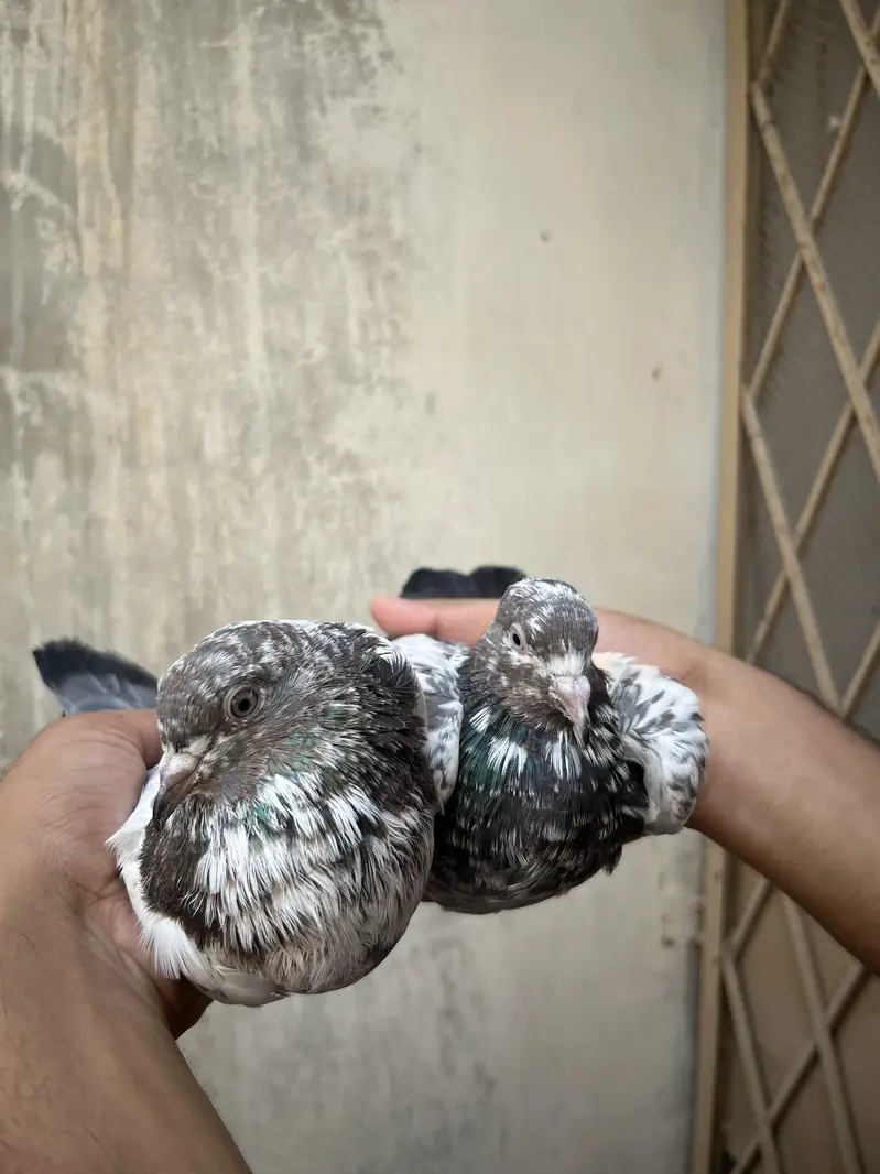all setup for sale pigeon — photo 7