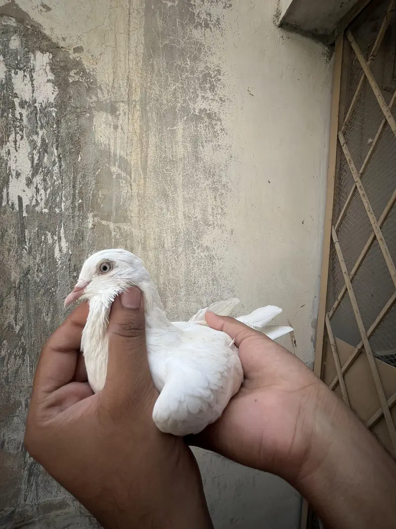 all setup for sale pigeon — photo 8