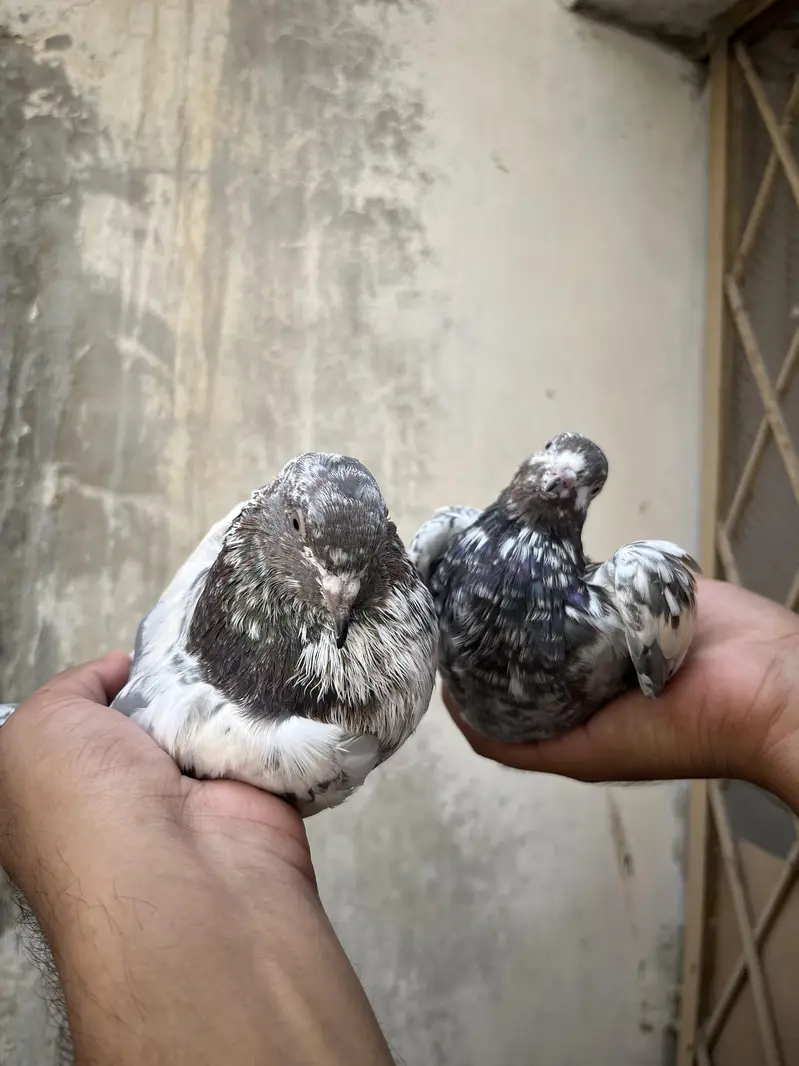 all setup for sale pigeon — photo 9