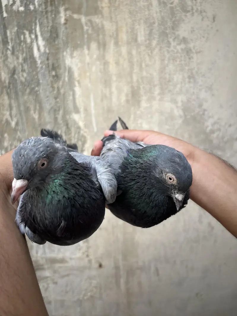 all setup for sale pigeon — photo 10