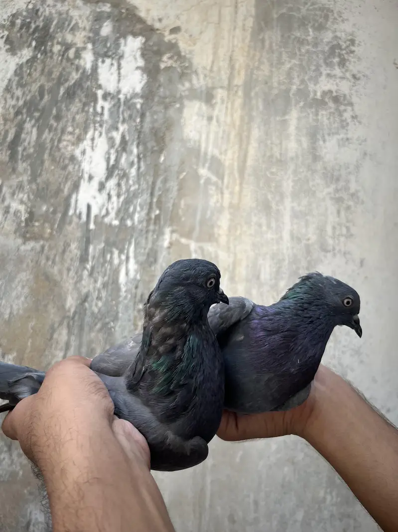 all setup for sale pigeon — photo 11