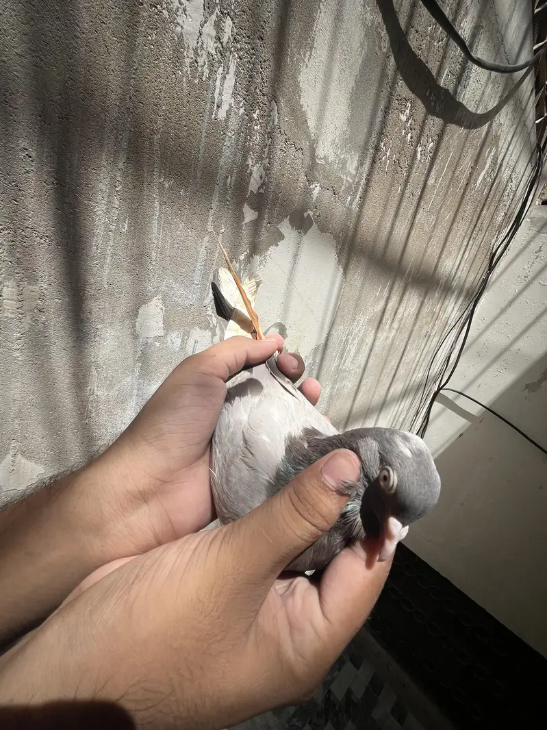 all setup for sale pigeon — photo 12