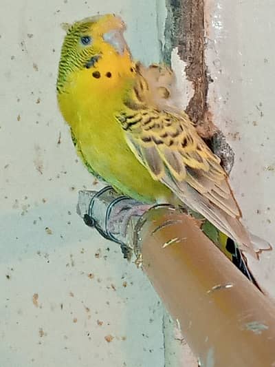 2 female tcb hogromo and spangle hogromo