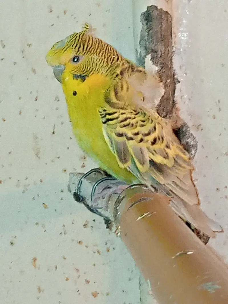 2 female tcb hogromo and spangle hogromo — photo 2