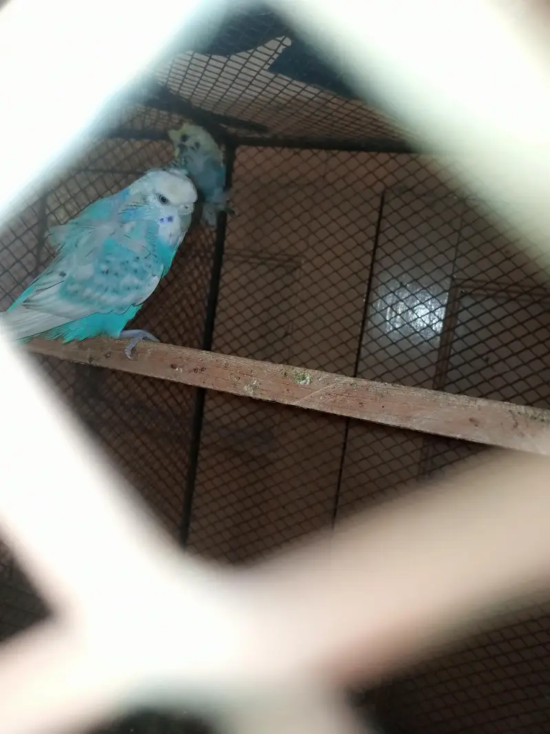2 female tcb hogromo and spangle hogromo — photo 3
