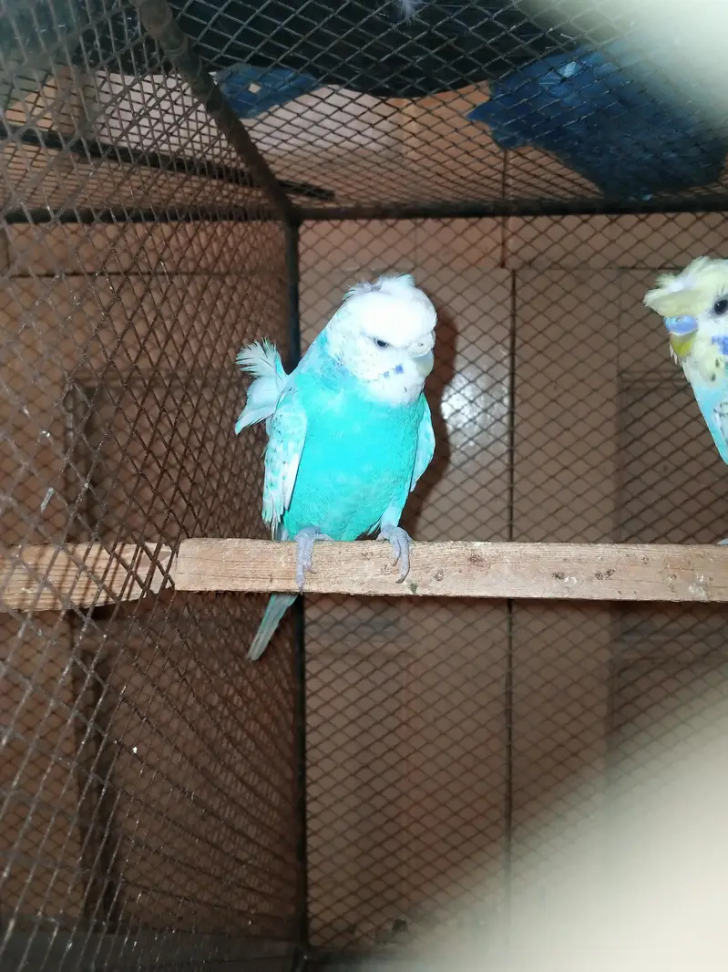 2 female tcb hogromo and spangle hogromo — photo 4