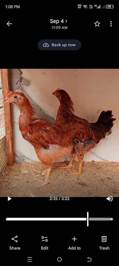 Golden Misri Pathy Pair