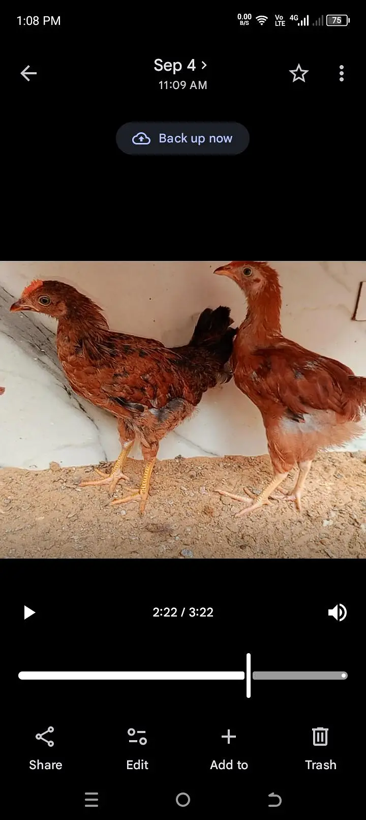 Golden Misri Pathy Pair — photo 2
