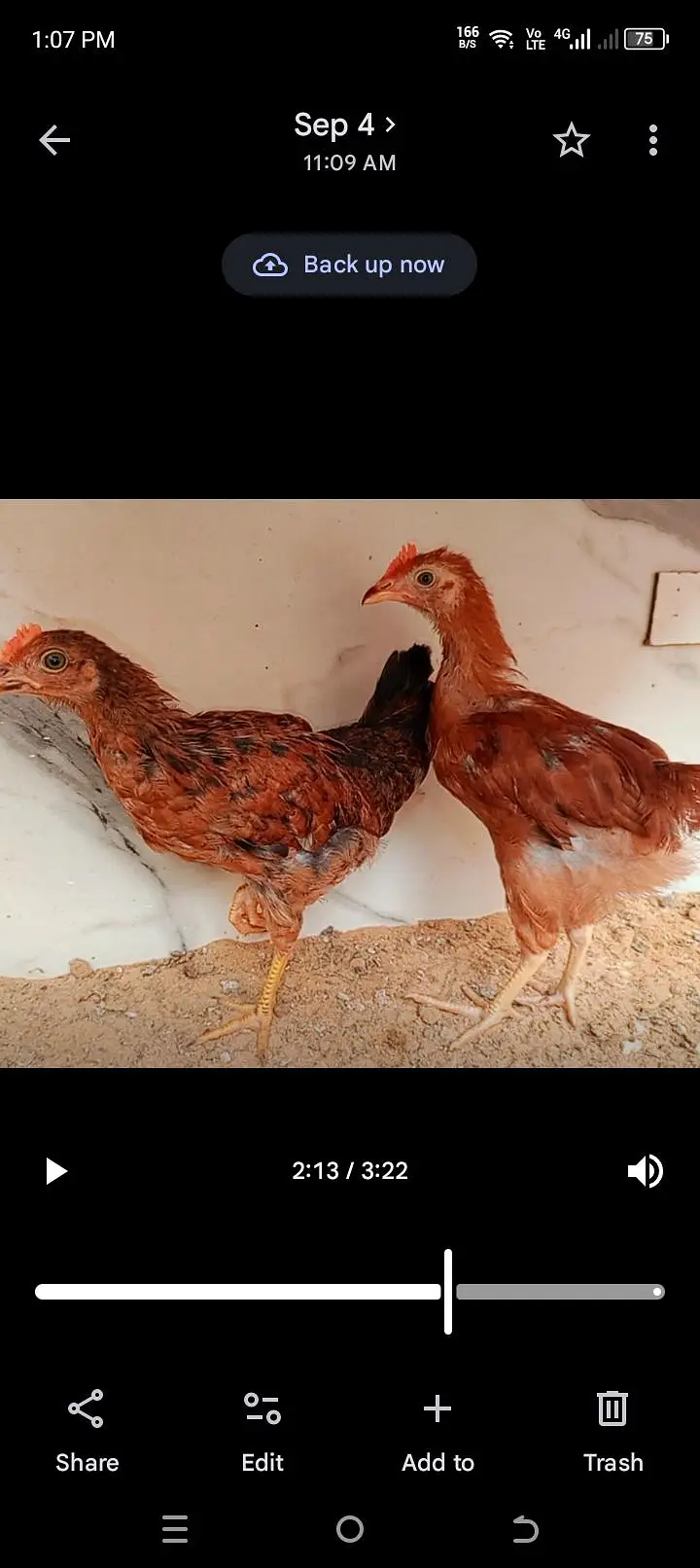 Golden Misri Pathy Pair — photo 4