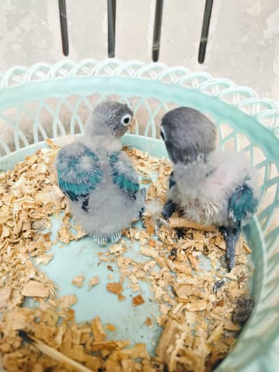 love bird chiks