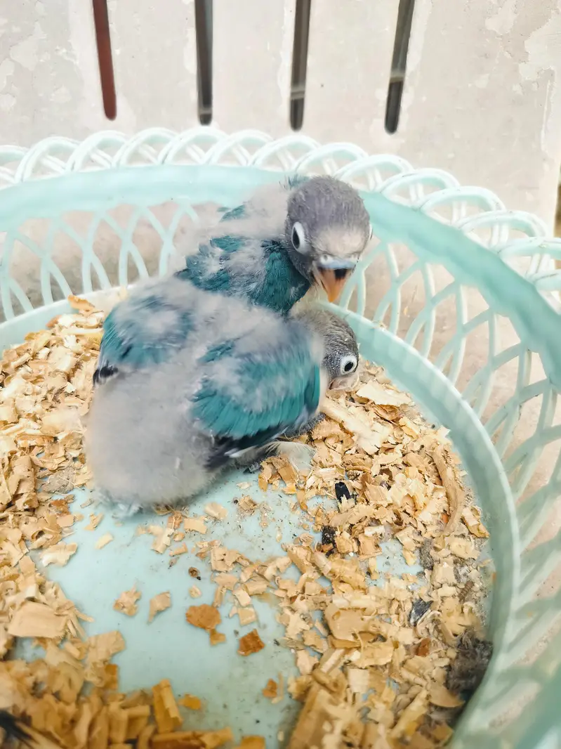 love bird chiks — photo 2