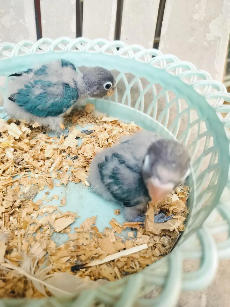 love bird chiks — photo 3