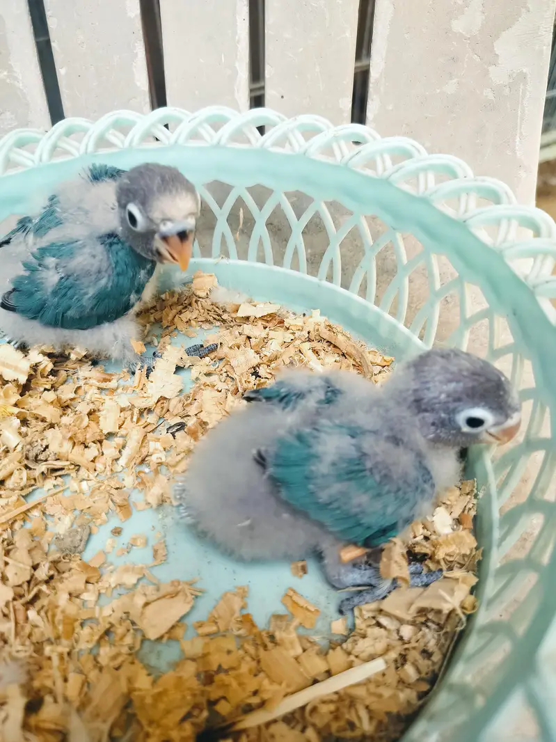 love bird chiks — photo 4