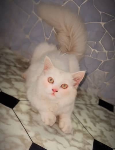 Male for sale