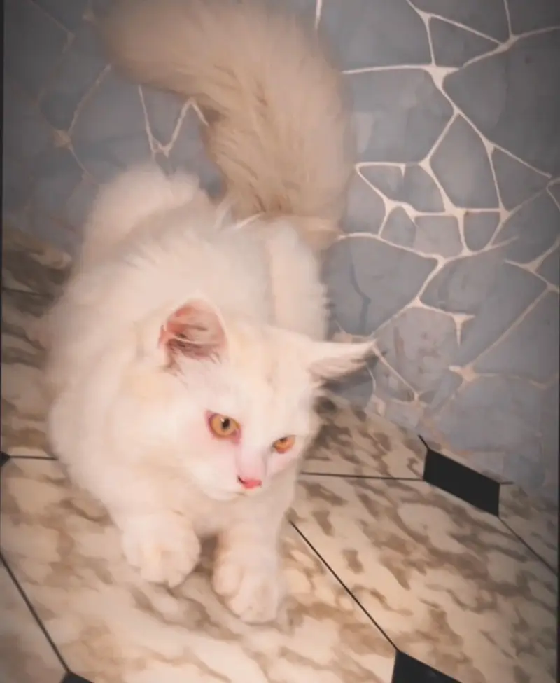 Male for sale — photo 2