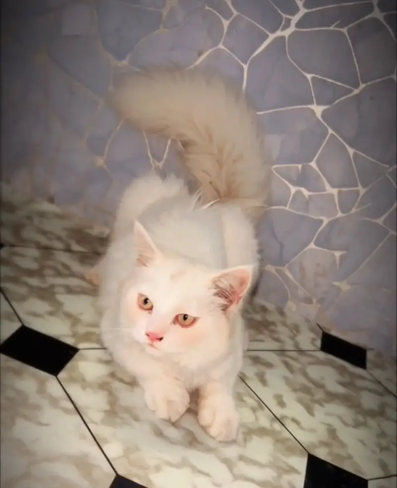 Male for sale — photo 3
