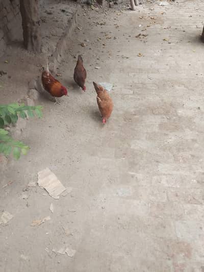 dasi golden hai