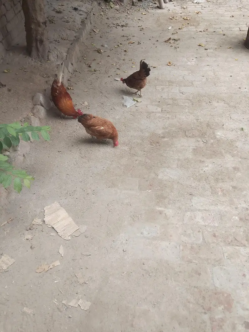dasi golden hai — photo 2