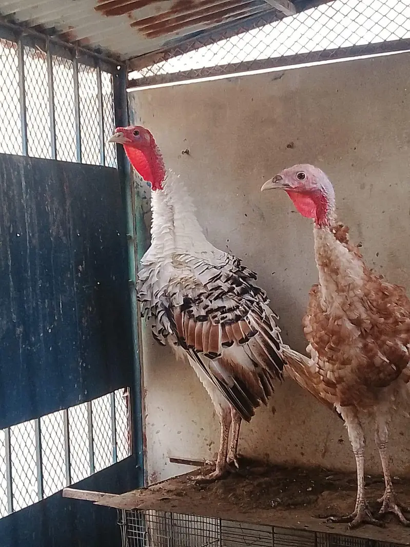Golden and Piet Turkey