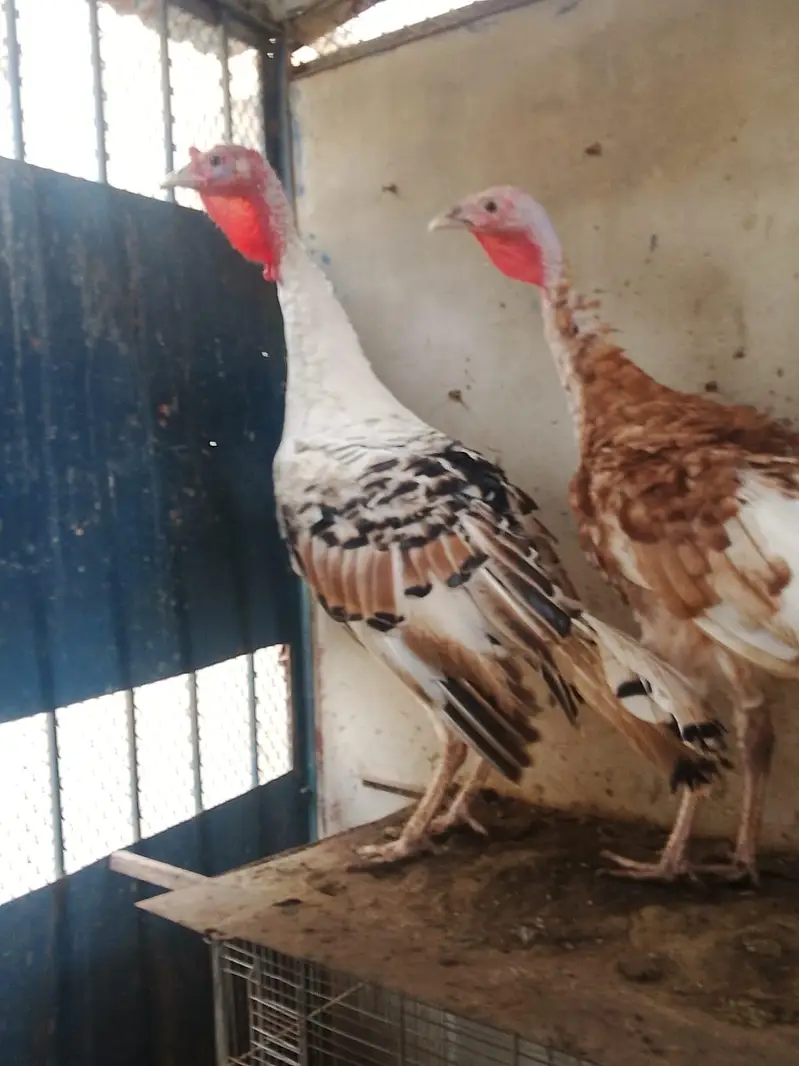 Golden and Piet Turkey — photo 2