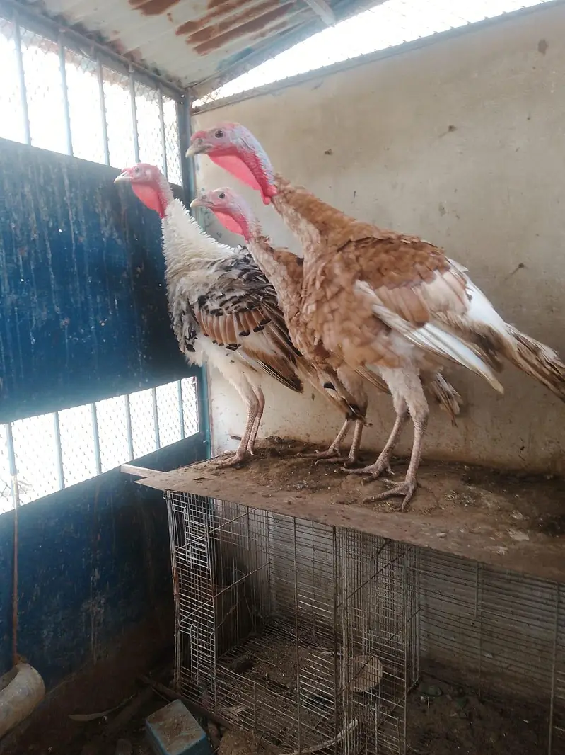Golden and Piet Turkey — photo 3