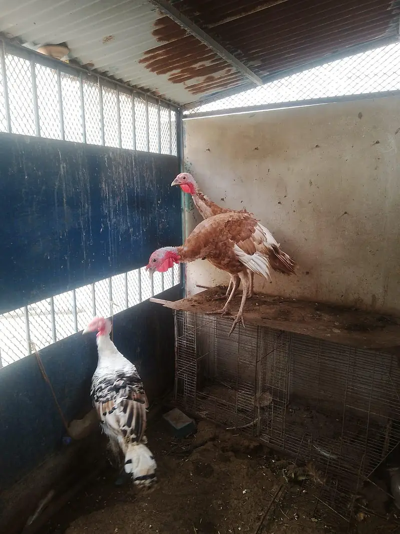Golden and Piet Turkey — photo 4